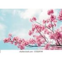 Joy of Dawn logo - Similar company to The Common Thread For The Cure