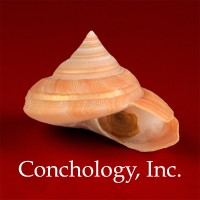 Conchology, Inc. logo - Similar company to Ritegroup Incorporated