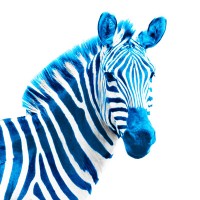Zedcom - Agence Print & Web logo - Similar company to Gλbsvn Development