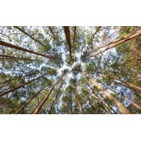 Green Tree Foundation logo - Similar company to Tree Adoption Uganda