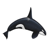 Marine Life Project