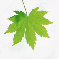 Matthew Haggis Therapy