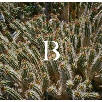 Boilingpot logo - Similar company to Oyili Studio