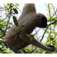 Save Cambodias Wildlife (Scw)