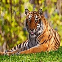 Jim Corbett National Park Ramnagar logo - Similar company to Ranthambhore National Park