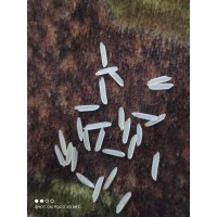 rice heaven traders logo - Similar company to Ecom Scalers