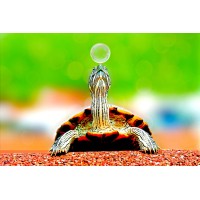 Taiyo Pet Shopee Pvt Ltd logo - Similar company to Square Deal Lifestyle