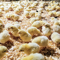 Etablissement A Petit-Pas Flamingo Farms logo - Similar company to Bulongo