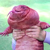 Macgyver The Lizard Llc