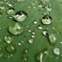 Leaf of Life logo - Similar company to Fieldstars