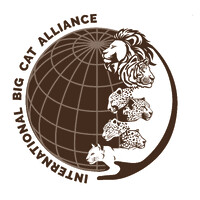 International Big Cat Alliance logo - Similar company to Arkelshoef