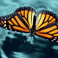 Emerge Foundation