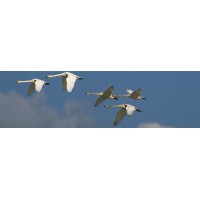 Flocking Behavior LLC logo - Similar company to Flocking Ltd