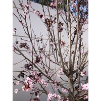 Shimahara Family