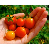 HomeHarvest LLC logo - Similar company to Making A Difference Foundation