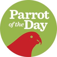 Parrot Of The Day
