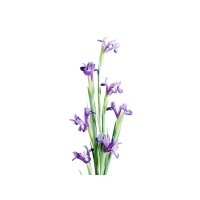 Iris Talent Management
