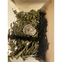 Harbour Oysters logo - Similar company to Jesse Digital