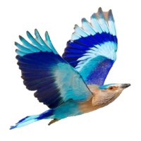 INDIAN ROLLER logo - Similar company to Indian Roller Pvt. Ltd.