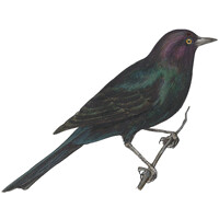 Black Bird logo - Similar company to Bnvlt