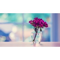 Missrose logo - Similar company to Fpl (Fashion Pakistan Lounge)