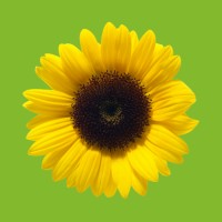 Sunflower Marketing Services
