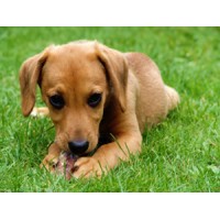 Turf Solutions logo - Similar company to Reisner Lawn Llc