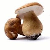 WILD FOOD UK logo - Similar company to Natural Chaga
