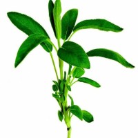 Sage Counselling