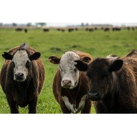 Agroganadera Los Juanes SA logo - Similar company to Agroganadera Aitor