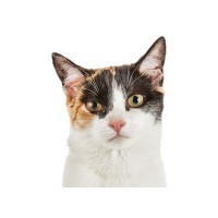 cats logo - Similar company to Chief Wellness