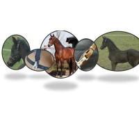 Fan Leer Zadelmakerij logo - Similar company to Zadelmakerij Patrick Bolsterlee