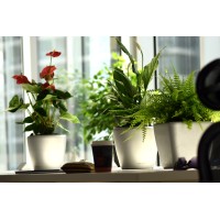 Shaheen Flowers & Ornamental Plants Trading.L.L.C, Dubai Branch. logo - Similar company to Bhgs Limited