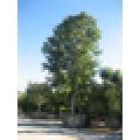 Berylwood Tree Farm logo - Similar company to Thomas Tree Farm