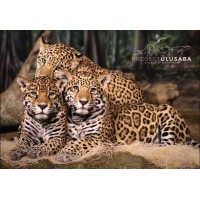 Project Ulusaba logo - Similar company to Eq360 Properties