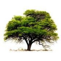 Agrochamical