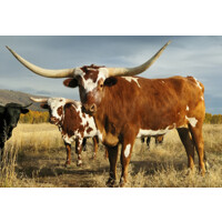 Longhorn Wealth Management Group logo - Similar company to Apilation.Ai
