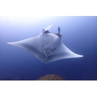 Phuket Dive Tours logo - Similar company to Niloofarabi