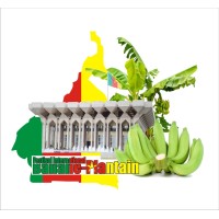 Festival Banane Plantain logo - Similar company to Golf Practice De Douala