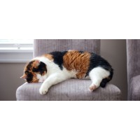 Bay Cat and Dog Hospital logo - Similar company to Toronto Veterinary Rehabilitation Centre