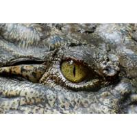 Crocodile Park logo - Similar company to Dubai Crocodile Park