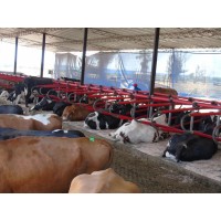 Livestock Trading logo - Similar company to Amo Ezzat