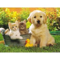 Animal Welfare Society of India(Reg.) logo - Similar company to Espoz