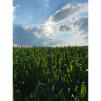 S10S Consulting logo - Similar company to Wolberg Electrical Supply