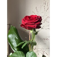 Rijp voor Verandering