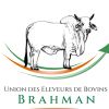 UEBB - Union des Éleveurs de Bovins Brahman logo - Similar company to Ginger Lbtpg