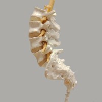 Spine Labs logo - Similar company to Axis Education