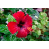 PT. Mencari Cinta Sejati logo - Similar company to Pukimak