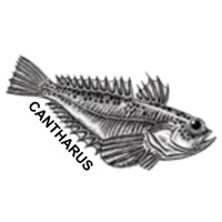 Cantharus b.v. logo - Similar company to Stonemountain Holding