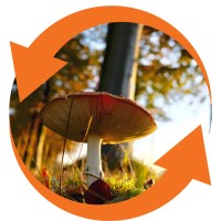 IN SYMBIOSIS logo - Similar company to Transformation Positive